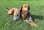 Titel: Hund Hitze Beschreibung:
