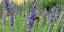 Der Garten soll bunt, pflegeleicht und trotzdem naturnah sein? Experten aus dem Kreis Hildesheim geben Tipps