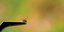 Gibt es in diesem Jahr mehr Zecken und auch Borreliose-Fälle in der Region Hildesheim? Das sagen Ärzte und Tierärzte