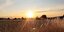 Hingucker: Ein wärmender Sonnenuntergang
