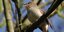 Weniger Vogelgezwitscher im Spätsommer: Experten aus Hildesheim und dem Südkreis verraten den Grund